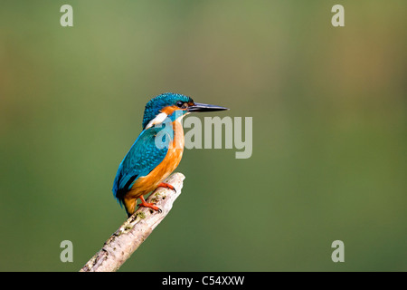 I Paesi Bassi, Lelystad, Parco Nazionale chiamato Oostvaarders Plassen. Common Kingfisher appollaiato sul ramo. ( Alcedo atthis ) Foto Stock