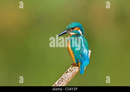 I Paesi Bassi, Lelystad, Parco Nazionale chiamato Oostvaarders Plassen. Common Kingfisher appollaiato sul ramo. ( Alcedo atthis ) Foto Stock