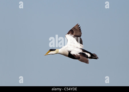 Comune maschio Eider Duck in volo Foto Stock