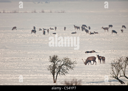 I Paesi Bassi, Lelystad. Parco nazionale di Oostvaardersplassen. Cervi nella neve Foto Stock