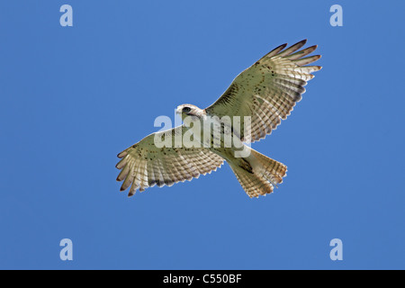 Adulto red-tailed Hawk in volo Foto Stock