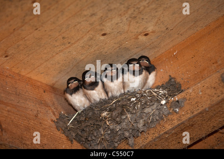 I Paesi Bassi, Lemmer, giovani Rondini su nido. Hirundo rustica. Foto Stock