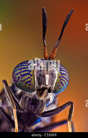Un comune e diffuso fly della famiglia Stratiomyidae Foto Stock