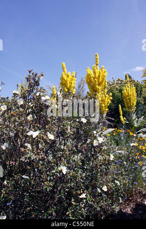 Il giardino a secco ad RHS HYDE HALL di inizio estate. Foto Stock