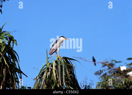 Basso angolo di visione di un Nero coronato nitticora (Nycticorax nycticorax) appollaia, Ranganthittu Bird Sanctuary, Mandya Distretto, Foto Stock