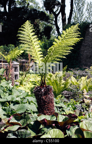 DICKSONIA ANTARCTICA. TREE FERN. L'uomo felce. SOFT Fern Tree. Lanosi Fern. Foto Stock