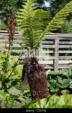 DICKSONIA ANTARCTICA. TREE FERN. L'uomo felce. SOFT Fern Tree. Lanosi Fern. Foto Stock