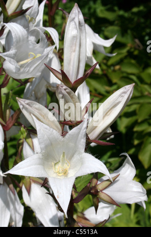 Milky Campanula - Campanula latifolia alba Foto Stock