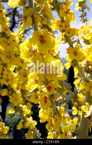 Molène. CELSIA. MULLEIN Foto Stock