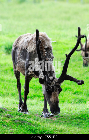 Renne (Rangifer tarandus) pascolare in un campo Foto Stock