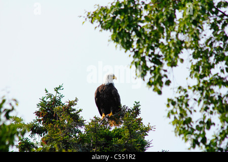 Aquila calva (Haliaeetus leucocephalus) appollaiate su un albero, Cape Breton Island, Nova Scotia, Canada Foto Stock