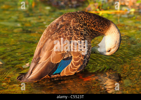 American black duck (Anas rubripes) preening stesso Foto Stock