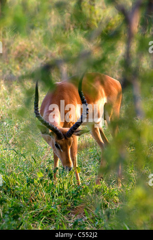 Impala (Aepyceros melampus) pascolano in una foresta, Parco Nazionale del Serengeti, Tanzania Foto Stock