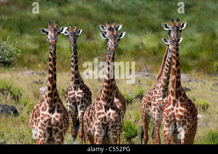 Allevamento di Masai giraffe (Giraffa camelopardalis tippelskirchi) in una foresta, Parco Nazionale di Arusha, Tanzania Foto Stock