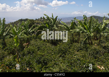 Il giamaicano montagne blu Foto Stock