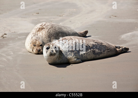 I Paesi Bassi, Hollum su Ameland, Isola appartenente al mare di Wadden Islands. Unesco - Sito Patrimonio dell'umanità. Le guarnizioni di tenuta. Foto Stock