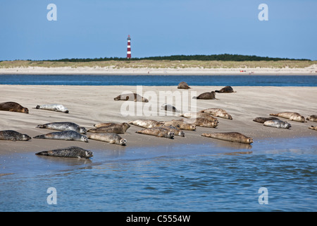 Holland, Hollum su Ameland, il Wadden Sea Isole. Unesco - Sito Patrimonio dell'umanità. Faro e guarnizioni sulla spiaggia. Foto Stock