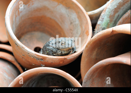 Giardino della fauna selvatica, il rospo comune, Bufo bufo, tra i vasi di terracotta, Norfolk, Inghilterra, Luglio Foto Stock