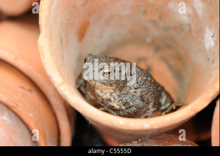 Giardino della fauna selvatica, il rospo comune, Bufo bufo, tra i vasi di terracotta, Norfolk, Inghilterra, Luglio Foto Stock