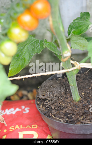 Giardino della fauna selvatica, il rospo comune, Bufo bufo, tra growbags e vasi di pomodoro in serra, Norfolk, Inghilterra, Luglio Foto Stock