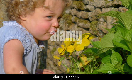 Carino toddler femmina con occhi blu guardando i fiori gialli in giardino Foto Stock