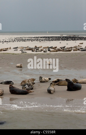 I Paesi Bassi, Hollum, isola di Ameland, appartenente al mare di Wadden Islands. Unesco - Sito Patrimonio dell'umanità. Le guarnizioni di tenuta. Foto Stock