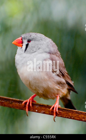 Una normale gallina zebra finch Foto Stock