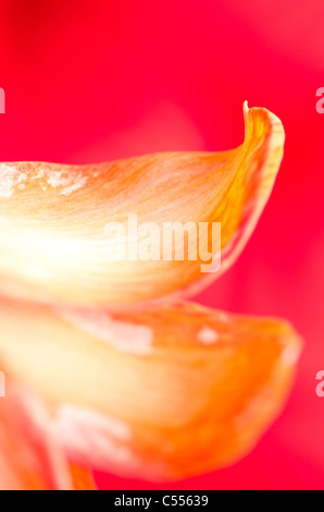 Amaryllis fiore in arancione e rosa Foto Stock