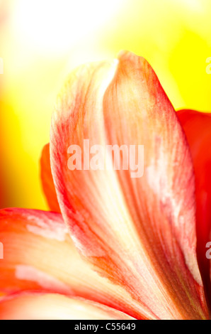 Amaryllis flower in Rosso su giallo Foto Stock