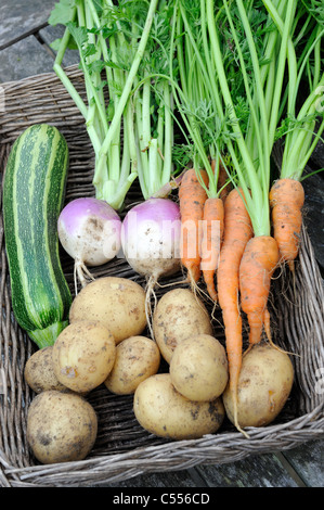 Ortaggi da un piccolo giardino, patate e zucchine, rapa bianca e carote, Norfolk, Inghilterra, Luglio Foto Stock