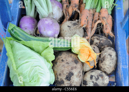 Giardino estivo di produrre in un trug blu, verze, carote, rape bianche, le patate e le zucchine, Norfolk, Inghilterra, Giugno Foto Stock