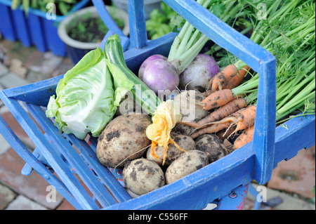Giardino estivo di produrre in un trug blu, verze, carote, rape bianche, le patate e le zucchine, Norfolk, Inghilterra, Giugno Foto Stock