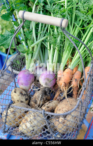 Giardino estivo di produrre in un filo trug, verze, carote, rape bianche, le patate e le zucchine, Norfolk, Inghilterra, Giugno Foto Stock