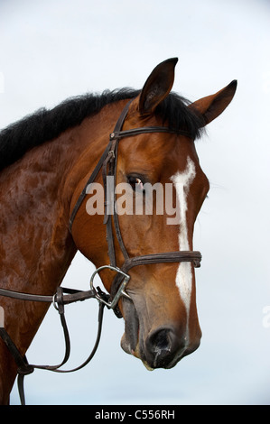 Testa di cavallo, mostrando briglia e redini. Foto Stock