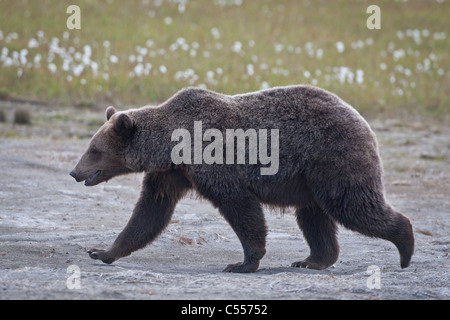 Orso grizzly sulle Alaskan Arctic pianura costiera Foto Stock