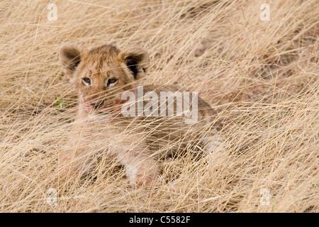 Lion cub seduto in erba secca, il Masai Mara riserva nazionale, Kenya Foto Stock