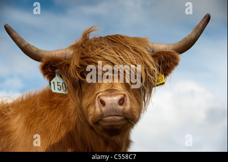 Highland mucca con le corna impressionanti. Foto Stock