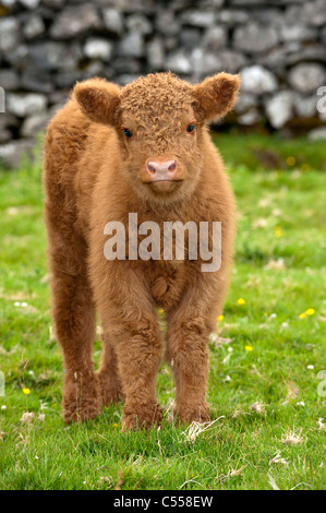 I giovani vitelli Highland sulla brughiera. Foto Stock