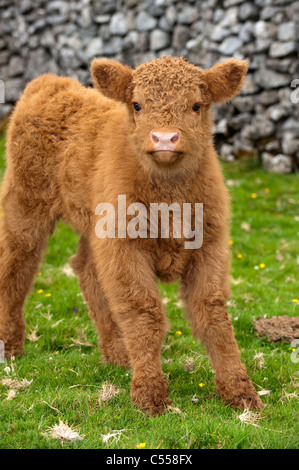 I giovani vitelli Highland sulla brughiera. Foto Stock