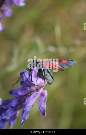 Sei-spot Burnett moth getting nettare da Tufted Vetch fiore nel campo. Worksop, Notts, Inghilterra Zygaena filipendulae Vicia cracca Foto Stock