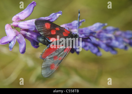 Sei-spot Burnett moth getting nettare da Tufted Vetch fiore nel campo. Worksop, Notts, Inghilterra Tyria jacobaeae Vicia cracca Foto Stock