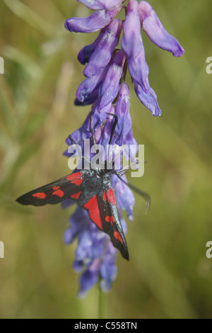 Sei-spot Burnett moth getting nettare da Tufted Vetch in campo. Worksop, Notts, Inghilterra Zygaena filipendulae Vicia cracca Foto Stock