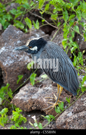 Giallo-incoronato Nitticora Nyctanassa violacea, Genovesa Isola Tower, Isole Galapagos Foto Stock