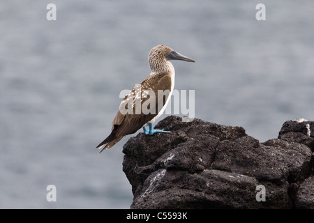 Immaturo Blu-footed Booby (Sula nebouxii), South Plaza Island, Isole Galapagos, Ecuador Foto Stock