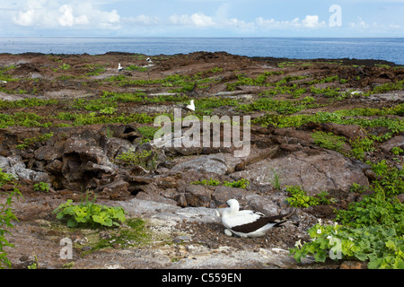 Paesaggio di uccelli nidificanti su Genovesa Isola Tower, Isole Galapagos, Ecuador Foto Stock