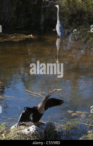 Anhinga ali di essiccazione e airone blu Foto Stock