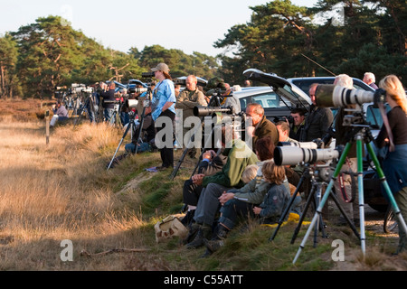 I Paesi Bassi, Otterlo, Parco Nazionale chiamato De Hoge Veluwe. Fotografi di prendere immagini di cervi rossi. Foto Stock