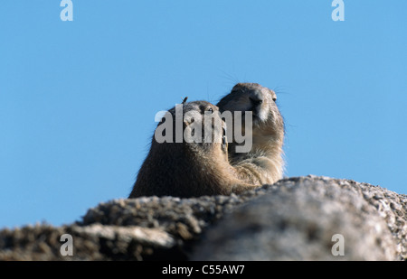 Coppia di Black-Tailed i cani della prateria (Cynomys ludovicianus) in den Foto Stock