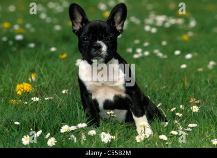 Bulldog francese Foto Stock