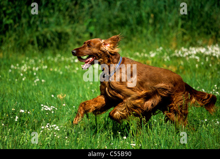 Setter Irlandese in esecuzione in Prato Foto Stock